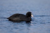 Blässhuhn | Eurasian Coot | Fulica atra