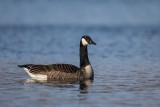 Kanadagans | Canada Goose | Branta canadensis