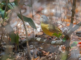 Apperts Tetraka - Appert's Greenbul - Xanthomixis apperti