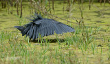 Zwarte Reiger - Black Heron - Egretta ardesiaca