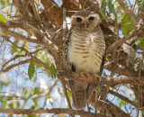 Madagaskarsteenuil - White-browed Hawk-Owl - Athene superciliaris