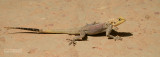Agama hagedis - Agama lizard - Agama agama