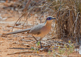 Rencoua - Running Coua - Coua cursor