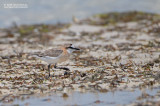 Vale Strandplevier - White-fronted Plover - Charadrius marginatus tenellus