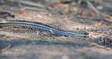 Striped Madagascar Garter Snake - Thamnophis lateralis