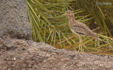 Senegalgriel - Senegal Thick-knee - Burhinus senegalensis