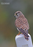 Torenvalk - Common Kestrel - Falco tinuncullus 