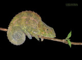 Blue-legged chameleon - Calumma crypticum