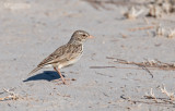 Hovaleeuwerik - Madagascar Lark - Eremopterix hova