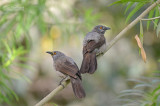 Sahelbabbelaar - Brown Babbler - Turdoides plebejus