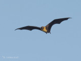 Vliegende Vos - Indian Flying Fox - Pteropus gigantus