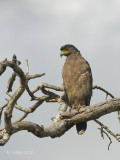 Indische Slangenarend - Crested Serpent Eagle - Spilornis cheela