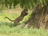 Luipaard - Leopard - Panthera pardus