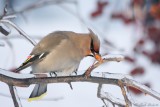 Jaseur boral / Bohemian Waxwing