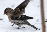 Common Redpoll