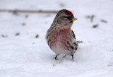 Common Redpoll