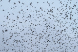 Flock of brambling Fringilla montifringilla jata pinož_MG_7442-111.jpg