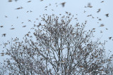 Part of the 5 million  big flock of brambling Fringilla montifringilla jata pinož_MG_7527-111.jpg