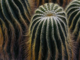 Z7: Brazilian cactus