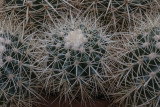 Sony: Cactus detail