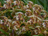 Z7: Orchid mass