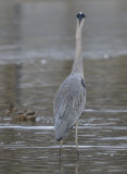 The punk heron