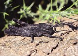 Further Flora and Fauna of Lanzarote