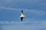 A seagull off Pebble Beach