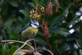 Blue Tit