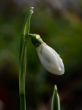 Galanthus nivalis