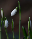 Galanthus nivalis