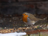 Robin