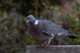 Wood Pigeon