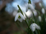 Galanthus nivalis