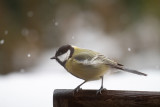 Great Tit
