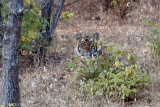 Tiger - Tijger - Panthera tigris