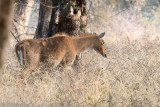 Nilgai - Nijlgau - Boselaphus tragocamelus