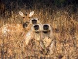 Gray Langur - Gewone Hoelman - Semnopithecus entellus