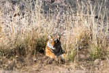 Tiger - Tijger - Panthera tigris
