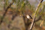 Asian Brown Flycatcher - Bruine Vliegenvanger - Muscicapa dauurica