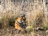 Tiger - Tijger - Panthera tigris