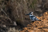 Pied Kingfisher - Bonte IJsvogel - Ceryle rudis