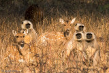 Gray Langur - Gewone Hoelman - Semnopithecus entellus