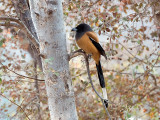 Rufous Treepie - Rosse Boomekster - Dendrocitta vagabunda