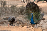 Indian Peafowl - Pauw - Pavo cristatus 