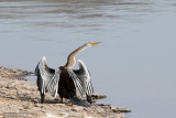 Darter - Indische Slangenhalsvogel - Anhinga melanogaster