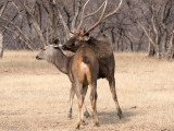 Sambar Deer - Sambar - Rusa unicolor