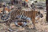 Tiger - Tijger - Panthera tigris