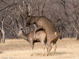 Sambar Deer - Sambar - Rusa unicolor