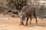 Wild Boar - Wild Zwijn -  Sus scrofa